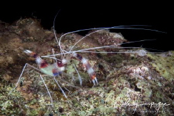 Stenopus hispidus by Claude Lespagne 